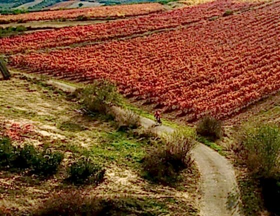 Best Rioja Wine Tours - Bike Tour visiting vineyard and wineries